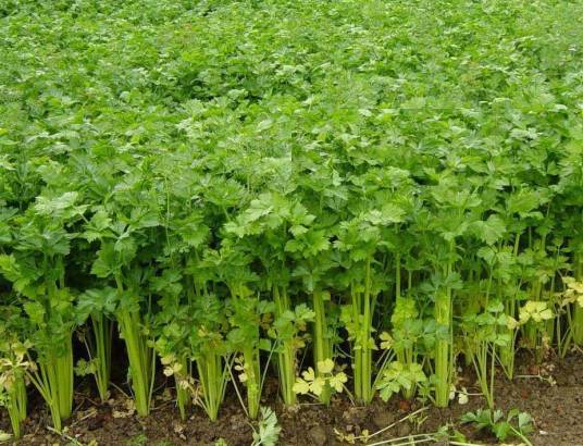 旱芹（伞形科芹属植物）