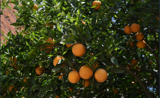 甜橙（芸香科柑橘属植物）