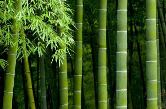 竹（禾本科竹亚科植物）