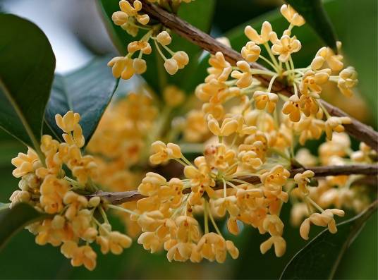 桂花（木樨科木樨属植物）