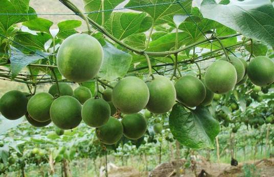 罗汉果（葫芦科罗汉果属植物）