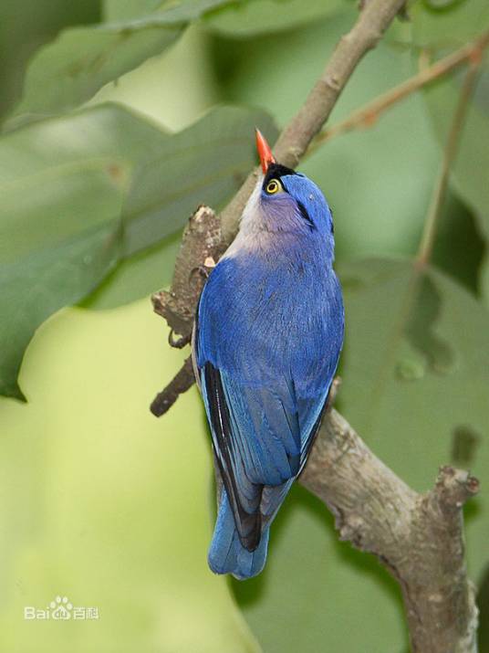 绒额鳾苏门答腊亚种
