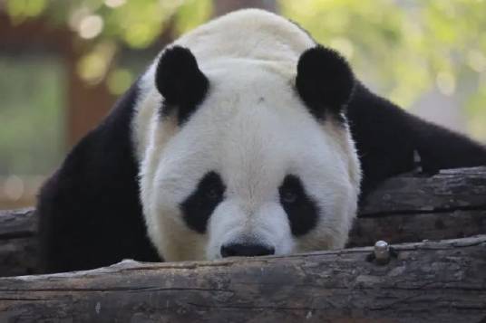 大地（生于1992年的雄性大熊猫）