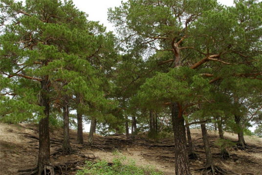 樟子松（变种）