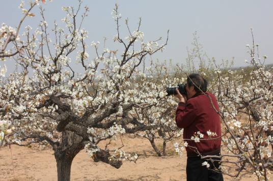山阳梨花节