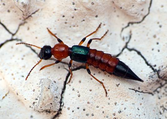 五点矩胸隐翅虫