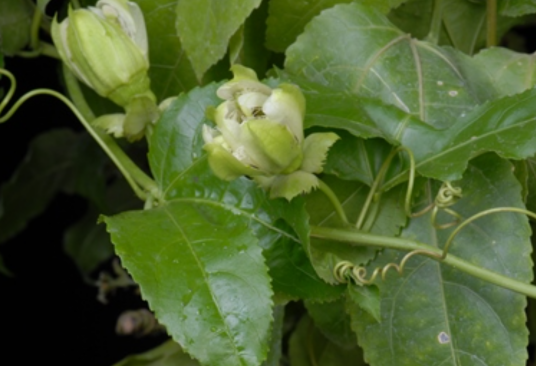 鸡蛋果（西番莲科西番莲属植物）