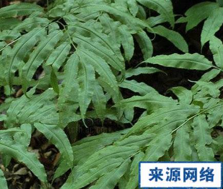 凤丫草（植物）