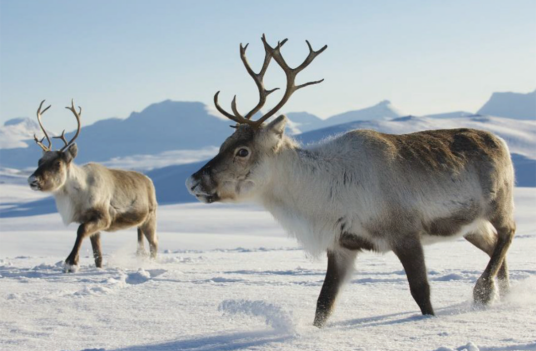 北极驯鹿