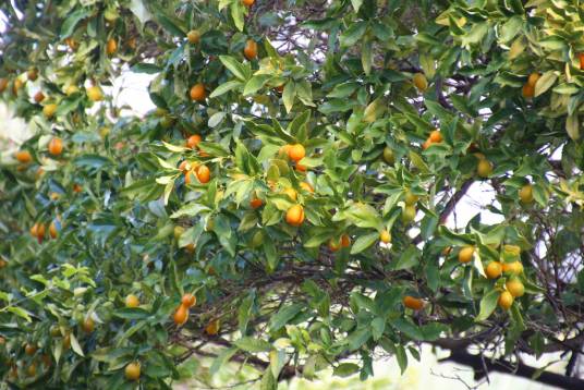 金橘（芸香科金橘属植物）