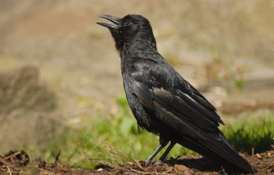 乌鸦（鸦科鸦属中部分鸟类通称）