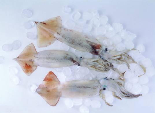 鱿鱼（一类软体动物）