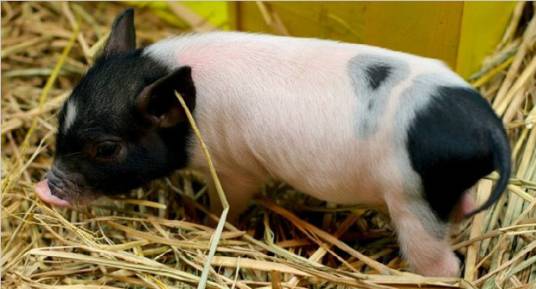 小香猪饲养技术