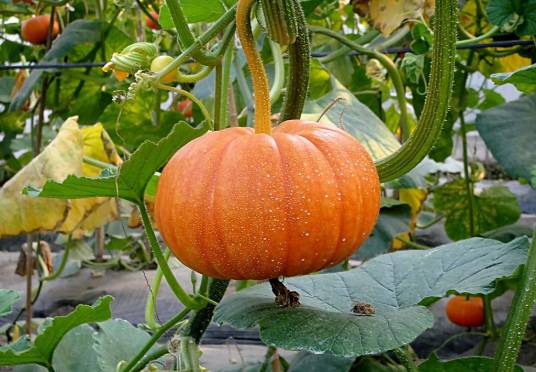 南瓜（葫芦科南瓜属植物）