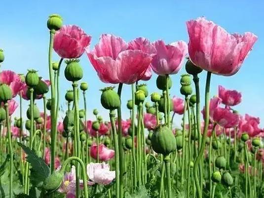 罂粟（罂粟科罂粟属植物统称）