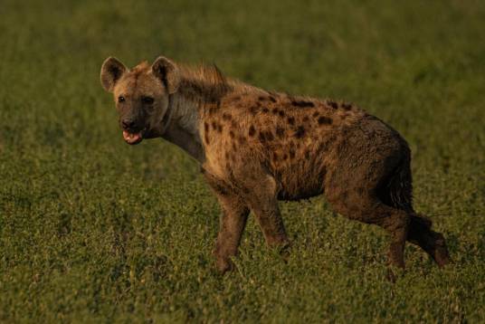鬣狗（哺乳纲食肉目鬣狗科动物统称）