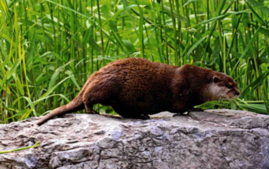 水獭(食肉目鼬科动物)