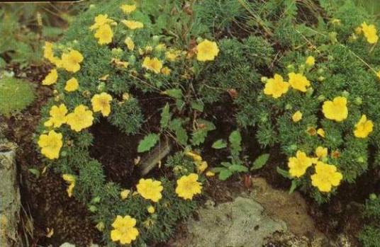 狼牙委陵菜（蔷薇科委陵菜属植物）