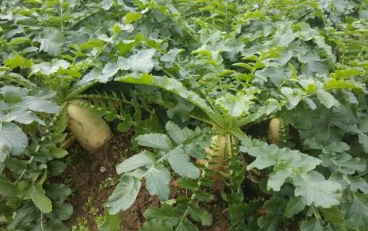 萝卜（十字花科萝卜属植物）