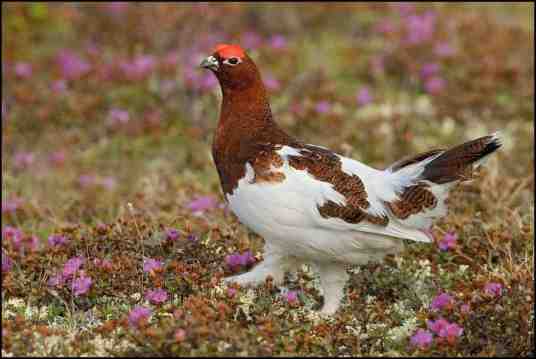 柳雷鸟阿拉斯加亚种