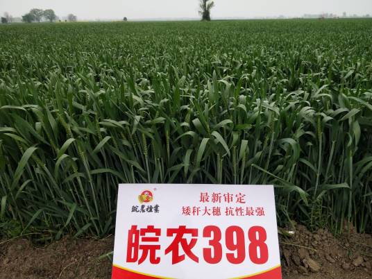 皖农398