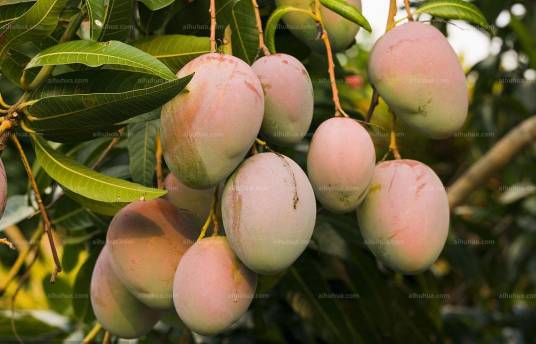 杧果（漆树科杧果属植物）