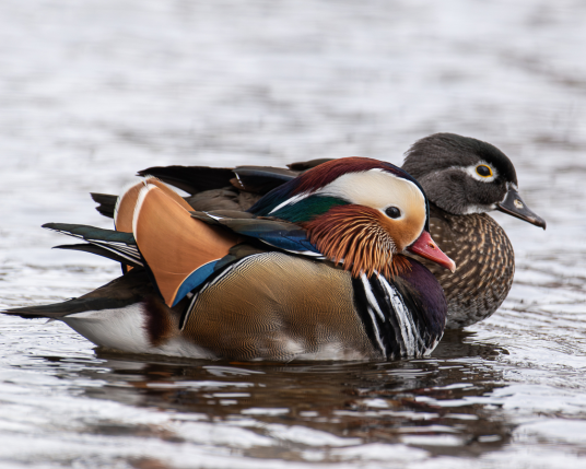 鸳鸯（鸭科鸳鸯属鸟类）