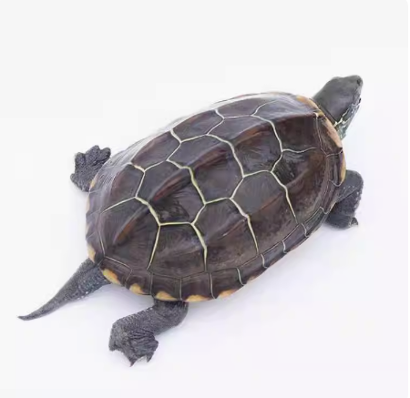 乌龟（爬行纲龟鳖目动物的统称）