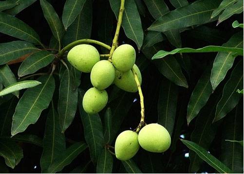 扁桃（中医药）