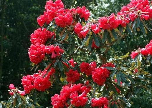 红山茶（山茶科山茶属植物）