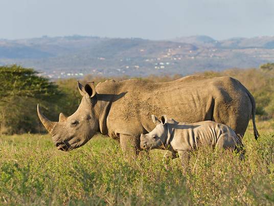 犀牛（奇蹄目犀科动物的统称）