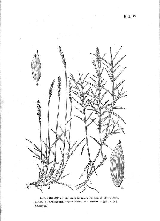 中华结缕草（原变种）