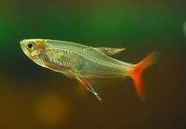 红尾玻璃鱼