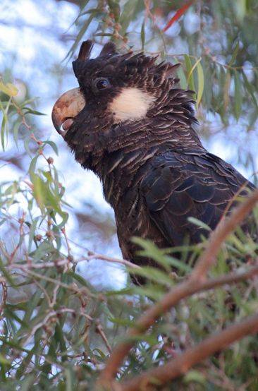 短嘴黑凤头鹦鹉