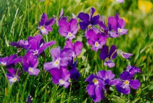 紫罗兰（十字花科紫罗兰属植物）