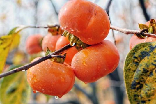 柿子（柿科柿属植物）
