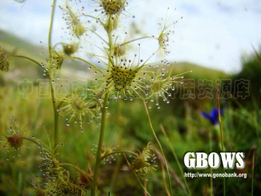 茅膏菜（变种）