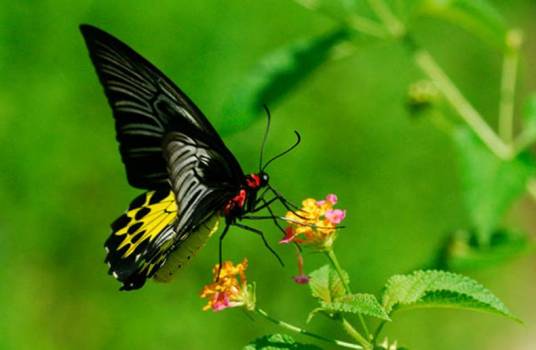 涅瑞伊得斯裳凤蝶