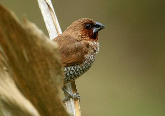 斑文鸟云南亚种