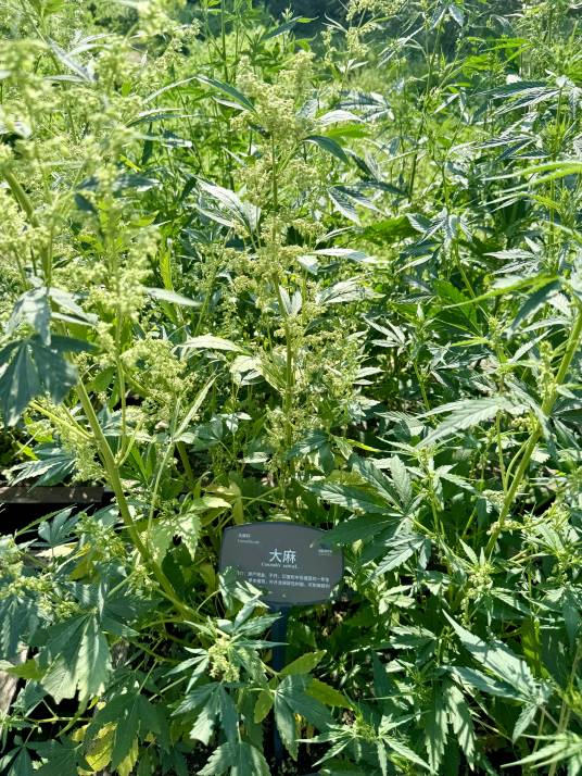 大麻(大麻科大麻属植物)