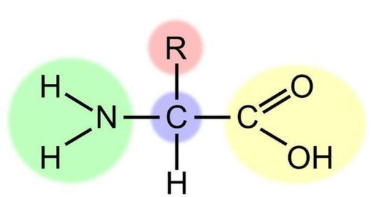 氨基酸