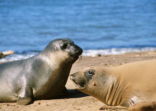 海豹（海豹科动物通称）