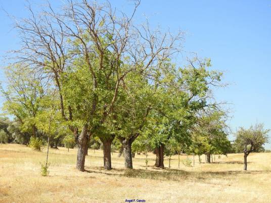桑（桑科桑属植物）