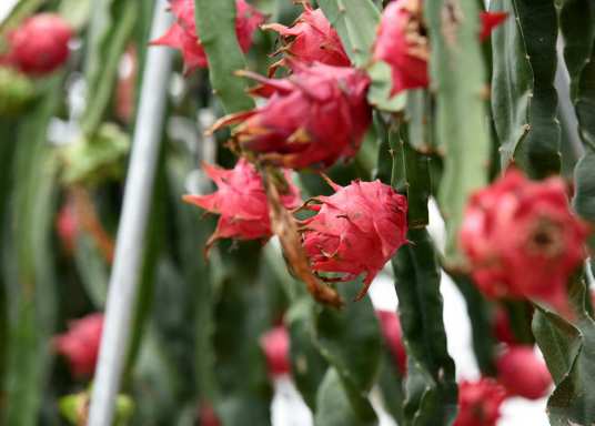 火龙果（仙人掌科蛇鞭柱属的一种植物）