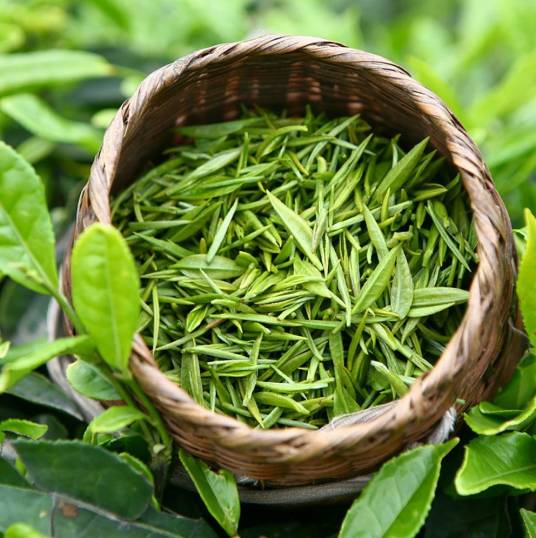 茶叶（茶树的叶子和芽）