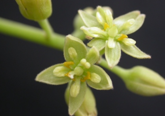 鳄梨（樟科鳄梨属植物）