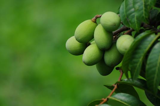 橄榄（橄榄科橄榄属植物）