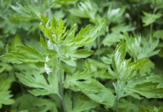 艾（菊科蒿属植物）