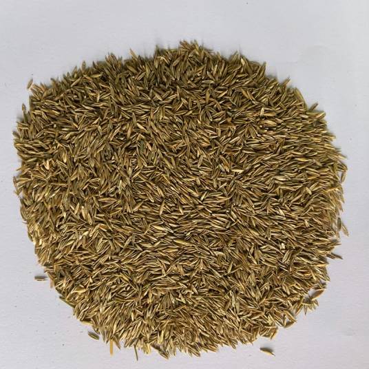 种子（裸子植物和被子植物特有的繁殖体）