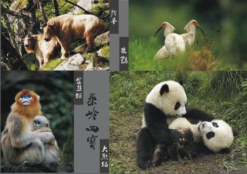 秦岭四宝（生活在秦岭中的朱鹮、大熊猫、金丝猴和羚牛这四种珍稀动物）